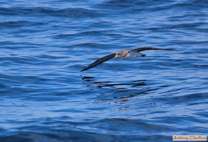 Puffin scopoli _.JPG